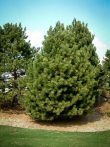 Сосна Чёрная (Pinus Nigra) купить по цене от 270.00р. в интернет-магазине «Посадика» с доставкой почтой в в Нефтекумске и по всей России – [изображение №1].