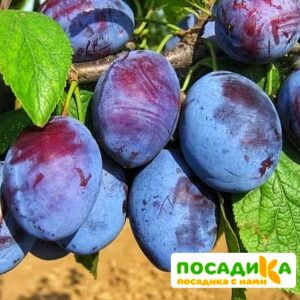 Слива Чачакская ранняя купить по цене от 229.00р. в интернет-магазине «Посадика» с доставкой почтой в в Нефтекумске и по всей России – [изображение №1].