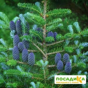 Пихта корейская (Abies koreana) купить по цене от 450.00р. в интернет-магазине «Посадика» с доставкой почтой в в Нефтекумске и по всей России – [изображение №1].