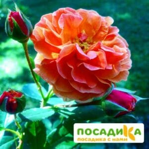 Роза Арабия купить по цене от 350.00р. в интернет-магазине «Посадика» с доставкой почтой в в Нефтекумске и по всей России – [изображение №1].