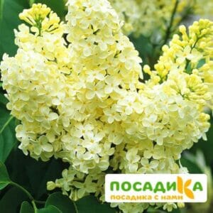 Сирень Примроуз (Primrose) купить по цене от 529.00р. в интернет-магазине «Посадика» с доставкой почтой в в Нефтекумске и по всей России – [изображение №1].