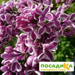 Сирень Сенсация купить по цене от 529.00р. в интернет-магазине «Посадика» с доставкой почтой в в Нефтекумске и по всей России – [изображение №1].