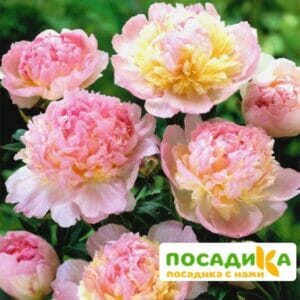 Пион Распберри Сандей (Paeonia Raspberry Sundae) купить по цене от 959р. в интернет-магазине «Посадика» с доставкой почтой в в Нефтекумске и по всей России – [изображение №1].