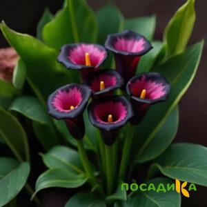 Калла Аура Лейс купить по цене от 400р. в интернет-магазине «Посадика» с доставкой почтой в в Нефтекумске и по всей России – [изображение №1].