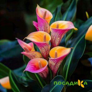 Калла Оникс купить по цене от 450р. в интернет-магазине «Посадика» с доставкой почтой в в Нефтекумске и по всей России – [изображение №1].