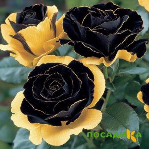 Роза Ханни Сикл купить по цене от 700р. в интернет-магазине «Посадика» с доставкой почтой в в Нефтекумске и по всей России – [изображение №1].