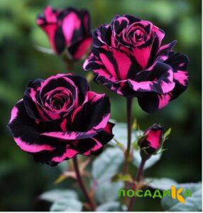 Роза Багровый Шепот купить по цене от 366р. в интернет-магазине «Посадика» с доставкой почтой в в Нефтекумске и по всей России – [изображение №1].