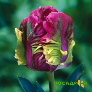 Тюльпан Экзотик Хэвен купить по цене от 186р. в интернет-магазине «Посадика» с доставкой почтой в в Нефтекумске и по всей России – [изображение №1].