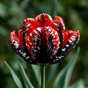 Тюльпан Вельвет Файер купить по цене от 394р. в интернет-магазине «Посадика» с доставкой почтой в в Нефтекумске и по всей России – [изображение №1].