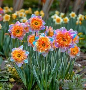 Нарцисс Айвери Дон купить по цене от 3000р. в интернет-магазине «Посадика» с доставкой почтой в в Нефтекумске и по всей России – [изображение №1].