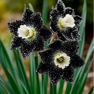 Нарцисс Кассата купить по цене от 372р. в интернет-магазине «Посадика» с доставкой почтой в в Нефтекумске и по всей России – [изображение №1].