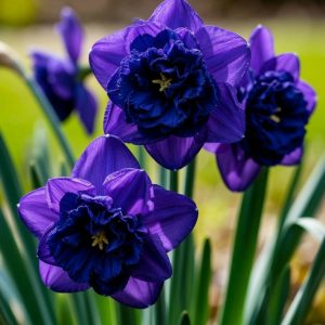 Нарцисс Арт Нуво купить по цене от 378р. в интернет-магазине «Посадика» с доставкой почтой в в Нефтекумске и по всей России – [изображение №1].