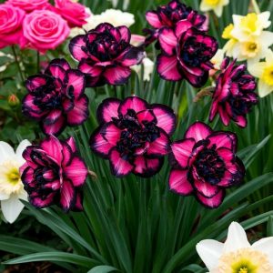 Нарцисс Золотая Корона купить по цене от 2000р. в интернет-магазине «Посадика» с доставкой почтой в в Нефтекумске и по всей России – [изображение №1].