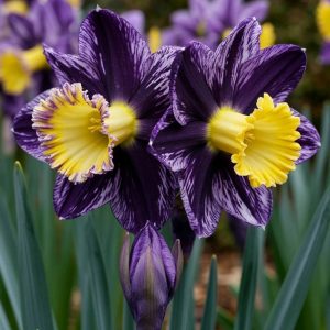 Нарцисс Акропоис купить по цене от 382р. в интернет-магазине «Посадика» с доставкой почтой в в Нефтекумске и по всей России – [изображение №1].