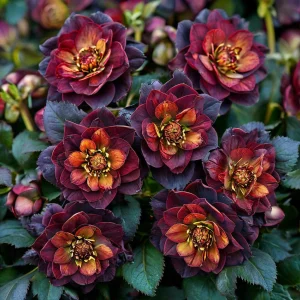 Морозник Сноу Дроп купить по цене от 348р. в интернет-магазине «Посадика» с доставкой почтой в в Нефтекумске и по всей России – [изображение №1].