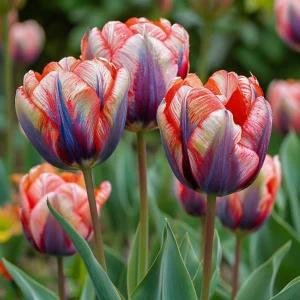 Тюльпан Эбисан Грэйс купить по цене от 217р. в интернет-магазине «Посадика» с доставкой почтой в в Нефтекумске и по всей России – [изображение №1].