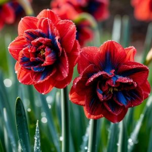 Нарцисс Эрличе купить по цене от 386р. в интернет-магазине «Посадика» с доставкой почтой в в Нефтекумске и по всей России – [изображение №1].