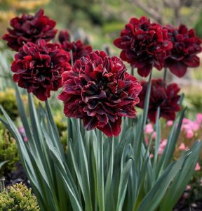 Нарцисс Малиновая Вуаль купить по цене от 3000р. в интернет-магазине «Посадика» с доставкой почтой в в Нефтекумске и по всей России – [изображение №1].