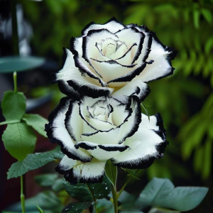 Роза Силк Ивин купить по цене от 319р. в интернет-магазине «Посадика» с доставкой почтой в в Нефтекумске и по всей России – [изображение №1].