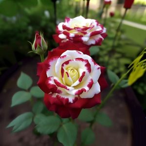 Роза Роял Глом купить по цене от 401р. в интернет-магазине «Посадика» с доставкой почтой в в Нефтекумске и по всей России – [изображение №1].