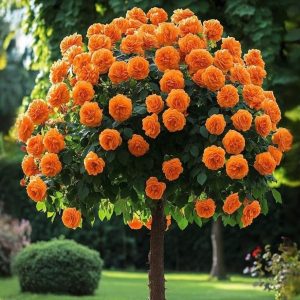 Роза Солнечный Шарм купить по цене от 349р. в интернет-магазине «Посадика» с доставкой почтой в в Нефтекумске и по всей России – [изображение №1].