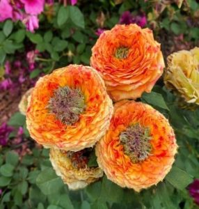 Роза Золотой Мираж купить по цене от 420р. в интернет-магазине «Посадика» с доставкой почтой в в Нефтекумске и по всей России – [изображение №1].